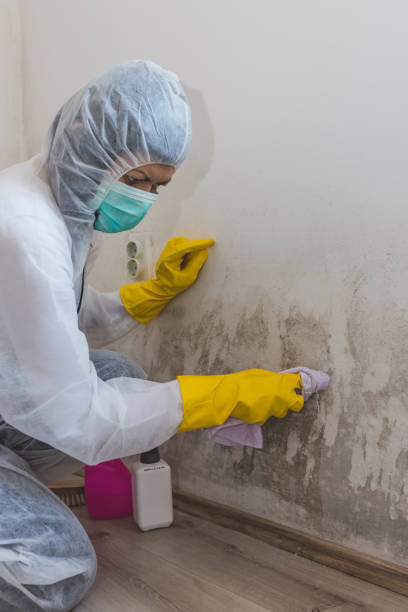 Best Mold Damage Restoration  in Keyser, WV